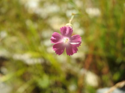 Dianthus sylvestris - Caryophyllaceae Dianthus sylvestris - Caryophyllaceae