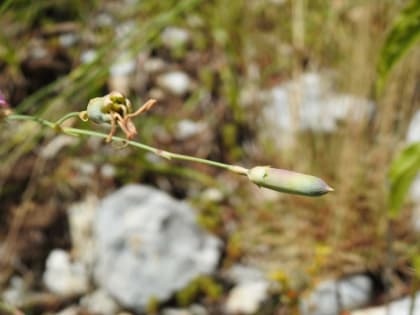 Dianthus sylvestris - Caryophyllaceae Dianthus sylvestris - Caryophyllaceae