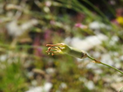Dianthus sylvestris - Caryophyllaceae