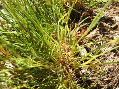 Dianthus sylvestris - Caryophyllaceae Dianthus sylvestris - Caryophyllaceae