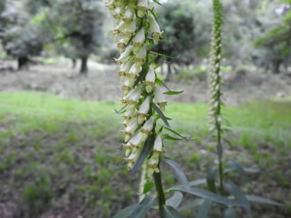 Digitalis lutea - Plantaginaceae