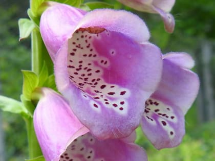 Digitalis purpurea - Plantaginaceae