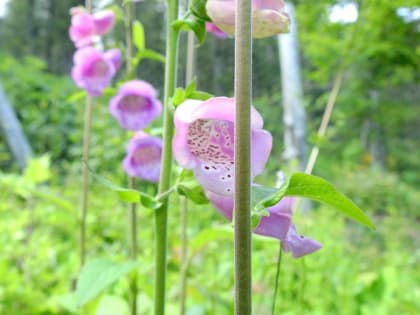 Digitalis purpurea - Plantaginaceae