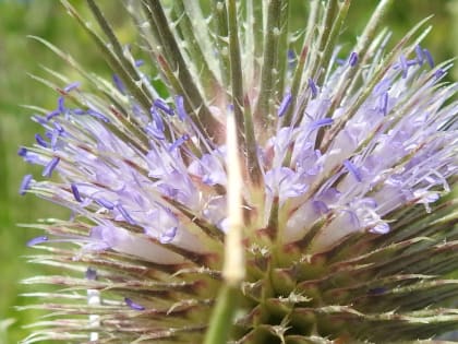 Dipsacus fullonum - Dipsacaceae