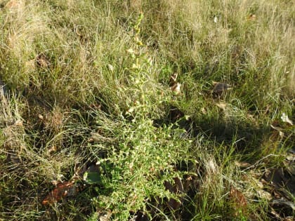 Dittrichia graveolens - Asteraceae