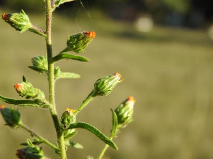 Dittrichia graveolens - Asteraceae