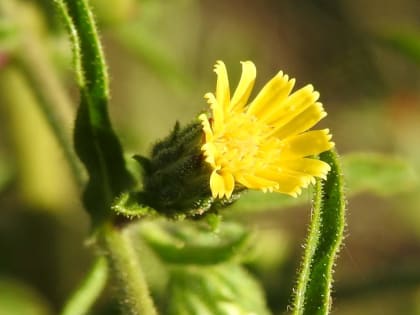 Dittrichia graveolens - Asteraceae