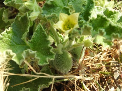 Ecballium elaterium - Cucurbitaceae