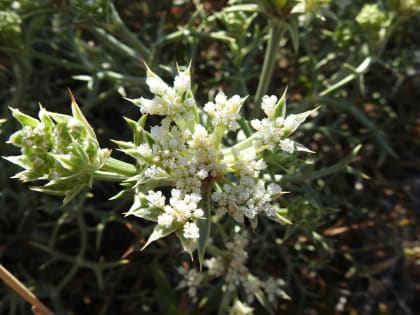 Echinophora spinosa - Apiaceae