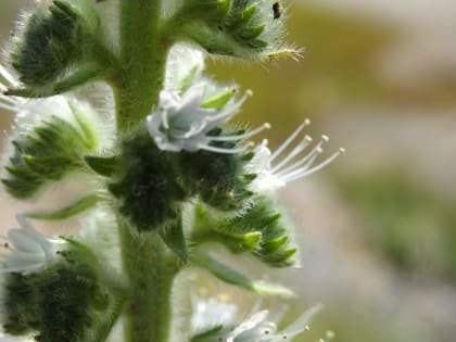 Echium italicum - Boraginaceae