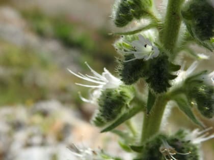 Echium italicum - Boraginaceae