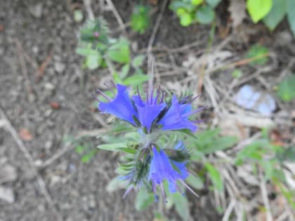 Echium vulgare - Boraginaceae