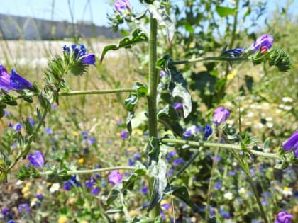 Echium vulgare - Boraginaceae