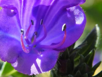 Echium vulgare - Boraginaceae