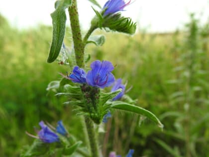 Echium vulgare - Boraginaceae