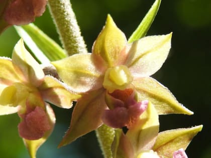 Epipactis atrorubens - Orchidaceae