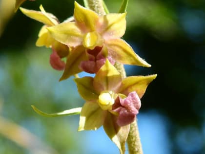 Epipactis atrorubens - Orchidaceae