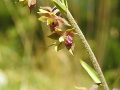 Epipactis atrorubens - Orchidaceae
