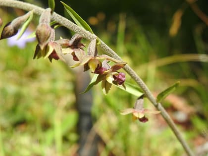 Epipactis atrorubens - Orchidaceae