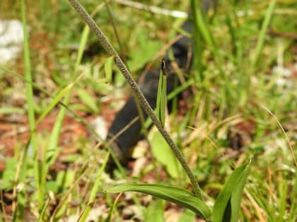 Epipactis atrorubens - Orchidaceae