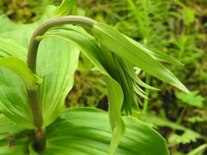 Epipactis helleborine - Orchidaceae