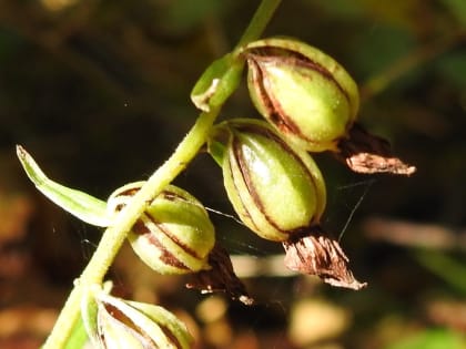 Epipactis helleborine - Orchidaceae