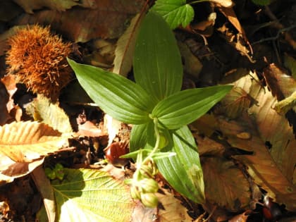 Epipactis helleborine - Orchidaceae