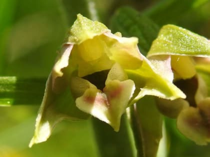 Epipactis leptochila - Orchidaceae