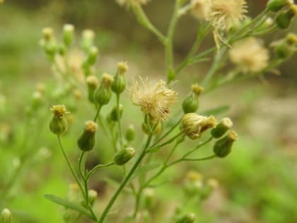 Erigeron sumatrensis - Asteraceae