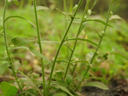 Erigeron sumatrensis - Asteraceae