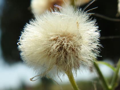 Erigeron sumatrensis - Asteraceae