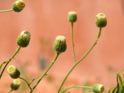 Erigeron sumatrensis - Asteraceae