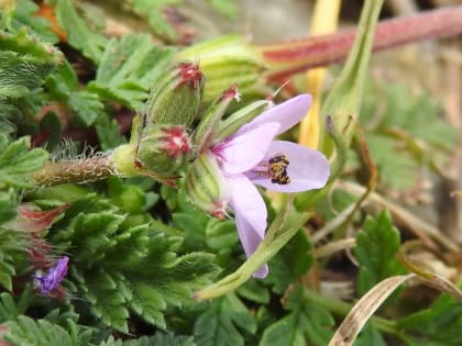 Erodium cicutarium - Geraniaceae