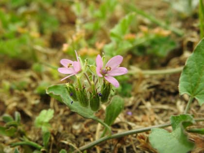 Erodium moschatum - Geraniaceae