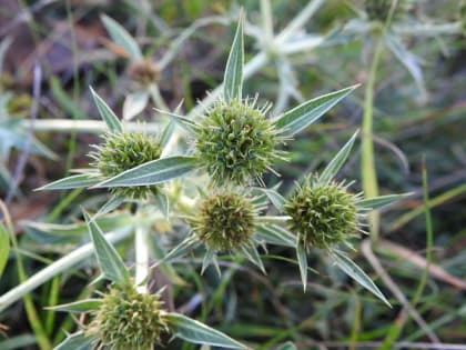 Eryngium campestre - Apiaceae