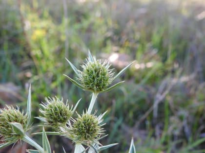 Eryngium campestre - Apiaceae