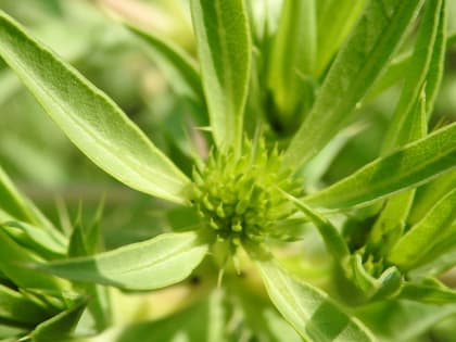 Eryngium campestre - Apiaceae