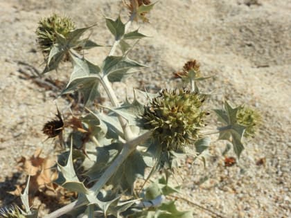 Eryngium maritimum - Apiaceae