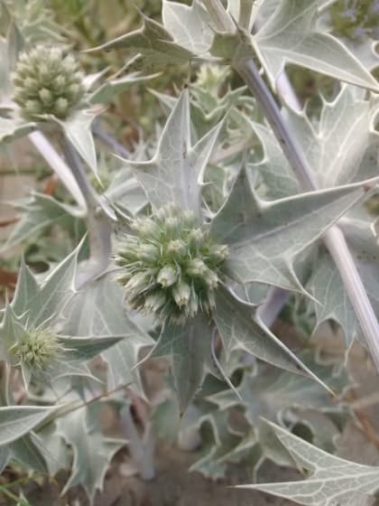 Eryngium maritimum - Apiaceae