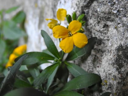 Erysimum cheiri - Brassicaceae