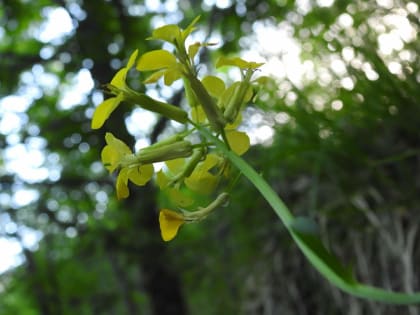 Erysimum pseudorhaeticum - Brassicaceae