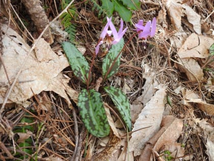 Erythronium dens-canis - Liliaceae