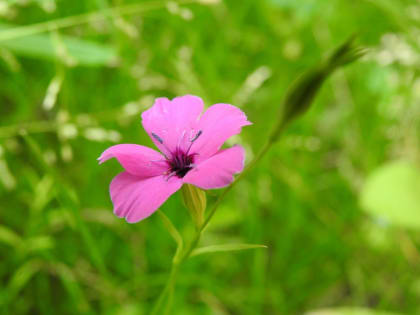 Eudianthe laeta - Caryophyllaceae