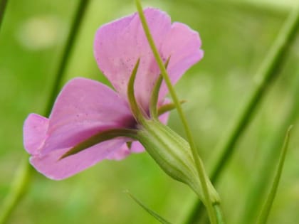 Eudianthe laeta - Caryophyllaceae