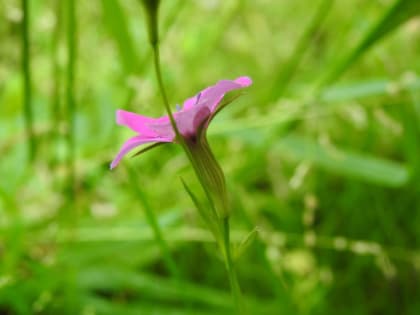 Eudianthe laeta - Caryophyllaceae