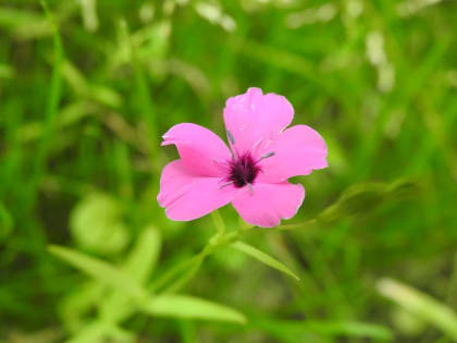 Eudianthe laeta - Caryophyllaceae