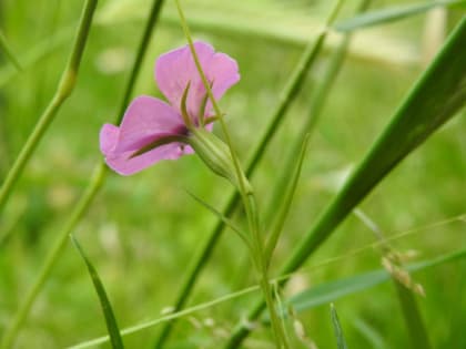 Eudianthe laeta - Caryophyllaceae