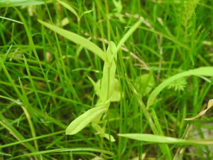 Eudianthe laeta - Caryophyllaceae