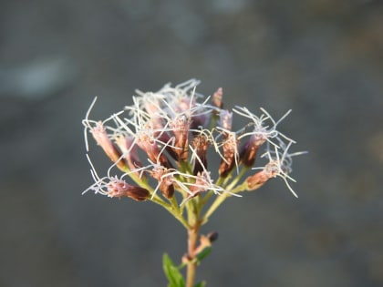 Eupatorium cannabinum - Asteraceae