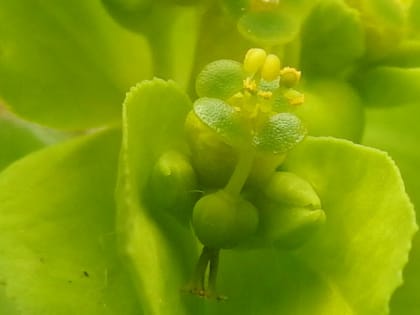 Euphorbia helioscopia - Euphorbiaceae